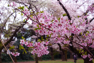 Cherry blossoms that give a sense of Japanese harmony. Sakura flowers.