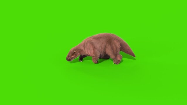 Paramylodon Pleistocene Mammal Walks top Green Screen 3D Rendering Animation