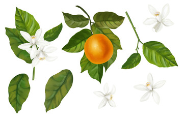 Set of watercolor illustrations of oranges. Hand drawn blooming oranges tree branches, flowers and oranges