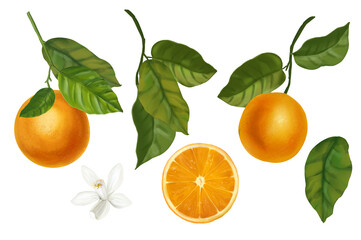Set of watercolor illustrations of oranges. Hand drawn blooming oranges tree branches, flowers and oranges