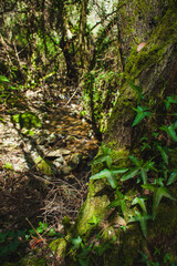 tree at a creek in  forest