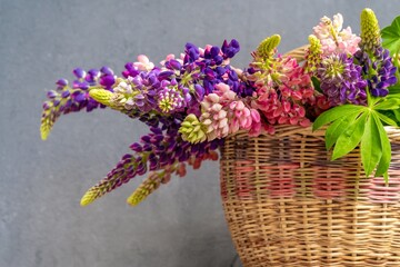 A bouquet of lupines in a basket. Multicolored summer flowers pink and purple on grey background. Lupine flower buds. Summer floral background. Copy space.