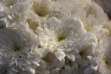 white and yellow flower