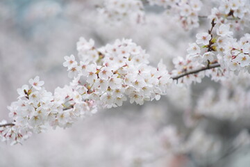 Fototapeta na wymiar 春に咲く東京の桜