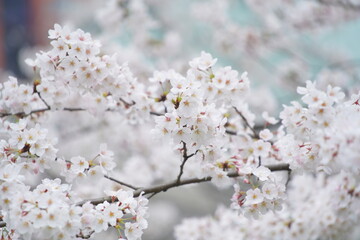 Obraz na płótnie Canvas 春に咲く東京の桜