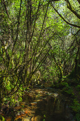 Fototapeta na wymiar creek in forest