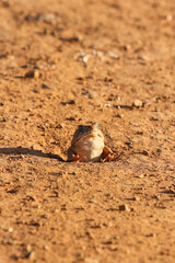 Guttural Toad, Pilanesberg National Park