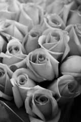 Obraz premium bouquet of roses in black and white 