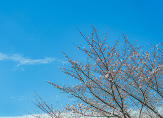 桜と青空