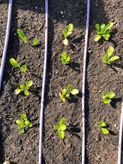 Young Bok choy plant on raised bed with tube irrigation system at public elementary school wintertime in Dallas, Texas, America