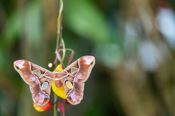 Dorsal view of colorful Giant Atlas Moth (Attacus atlas) with open wings on flower.