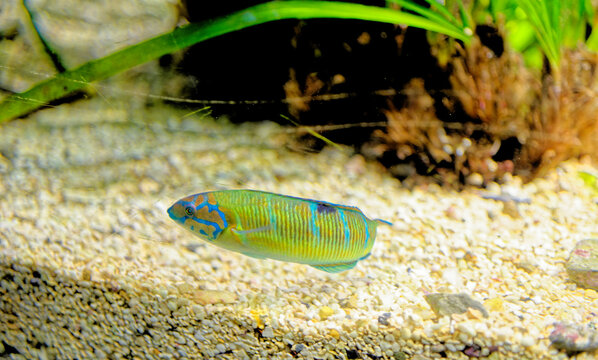 Mediterranean rainbow wrasse - small colourful fish