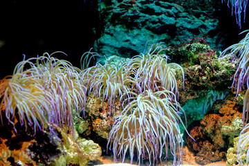 Snakelocks anemone - Anemonia viridis