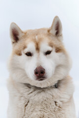 Smart dog with brown eyes. Portrait of red-and-white Siberian husky against light cloudy sky. Beautiful northern riding breed.