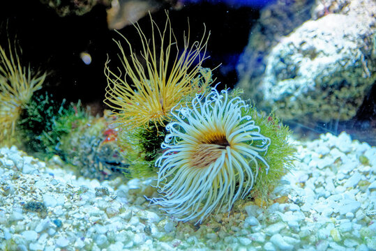 Tube Anemone - Cerianthus membranaceus