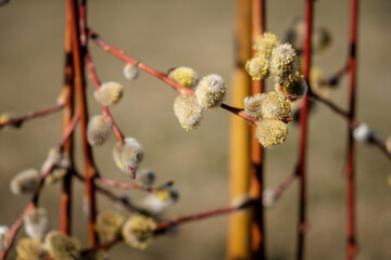 Branches with catkins
