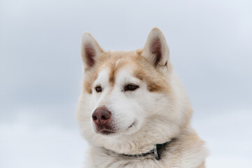 Smart dog with brown eyes. Portrait of red-and-white Siberian husky against light cloudy sky. Beautiful northern riding breed.