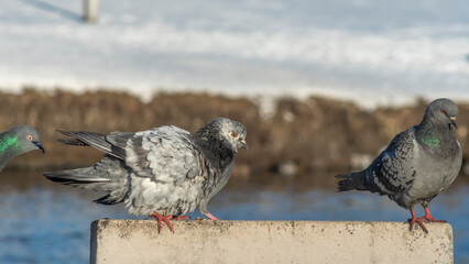 Beautiful pigeons sit on the concrete fence of the river embankment in winter. Sunny day.