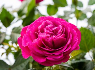 red bush rose on a background of green leaves