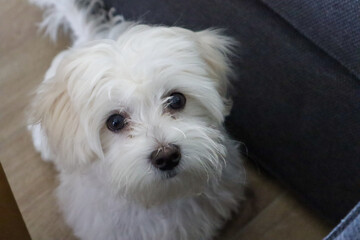 A Maltese Puppy sitting on the Floor and looking out of the dark from the left - obrazy, fototapety, plakaty