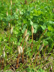 春の野原に生える土筆