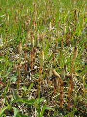 春の野原に生える土筆