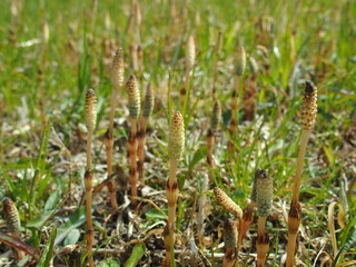 春の野原に生える土筆