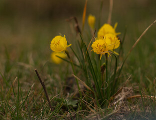 Narcissus bulbocodium
