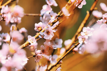 Beautiful Pink Peach Blossoms in a Garden..