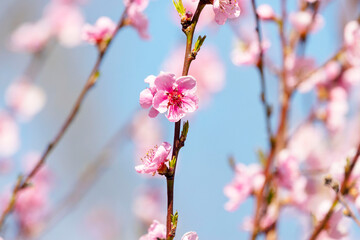 Fototapeta na wymiar Beautiful Pink Peach Blossoms in a Garden..