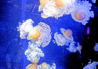 Fototapeta na wymiar Cotylorhiza tuberculata - Fried egg jellyfish