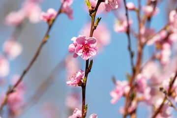 Beautiful Pink Peach Blossoms in a Garden..