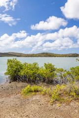 Obraz premium Mangroves at the beautiful Santa Martha Bay on the island Curacao in the Caribbean