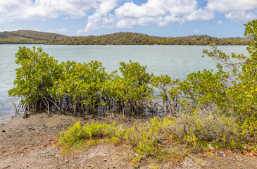 Mangroves at the beautiful Santa Martha Bay on the island Curacao in the Caribbean