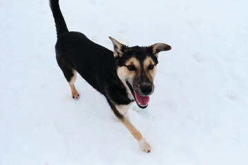 Funny mutt in shelter. Black and tan cute Alaskan husky puppy. Dog with funny ears in different directions is standing in snow and looking up.