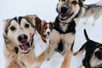 Adorable cute young dogs. Group of several Alaskan husky puppies on walk on snowy winter day in...