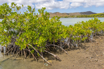 Fototapeta na wymiar Mangroves at the beautiful Santa Martha Bay on the island Curacao in the Caribbean