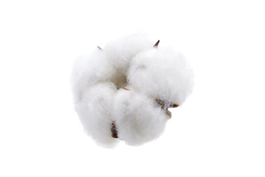 Cotton boll, dried cotton flower isolated on white