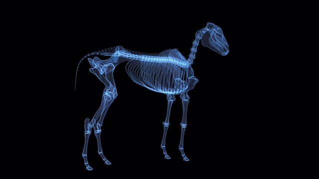 An endless loop of horse skeleton hologram rotating on alpha channel background.