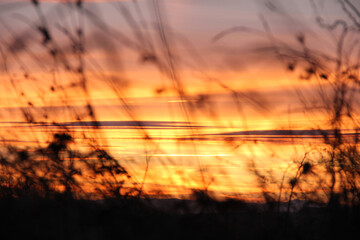 Silhouette of field grass out of focus. Against the sky and clouds at sunset. Close up.