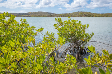 Mangroves at the beautiful Santa Martha Bay on the island Curacao in the Caribbean