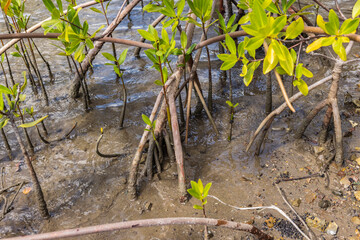 Mangroves at the beautiful Santa Martha Bay on the island Curacao in the Caribbean