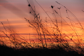 Fototapeta premium Field grass. Against the background of colored sunset.