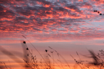 Field grass. Against the background of the sunset. The sky in focus.
