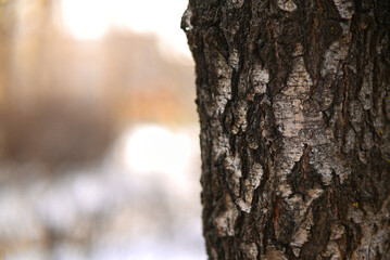 Fototapeta premium trunk of a tree