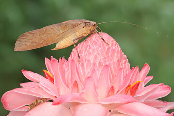 An adult long-legged grasshopper is foraging in the bushes. This insect has the scientific name...