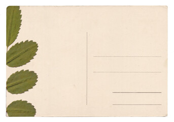 Blank old vintage postcard with dry plant isolated