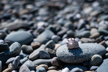 Fototapeta na wymiar rapana shell on a cobblestone. pebble beach of the black sea.