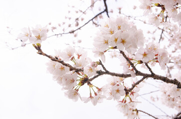 桜