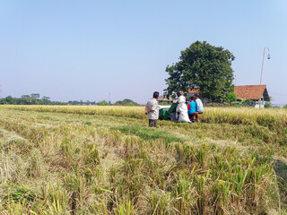 plowing fields with tractor